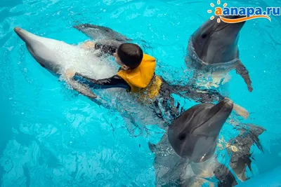 Дельфинарий «Немо» провел благотворительное шоу в день святого Николая  (общество) | Новости Одессы