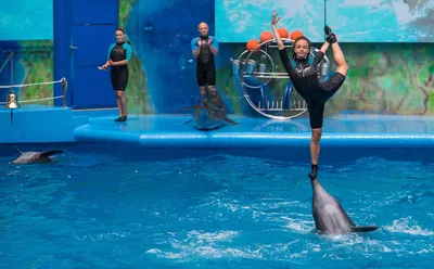 Дельфинарий НЕМО , Бердянск - «♡♡Теперь у нас есть картина, нарисованная  дельфином♡♡» | отзывы