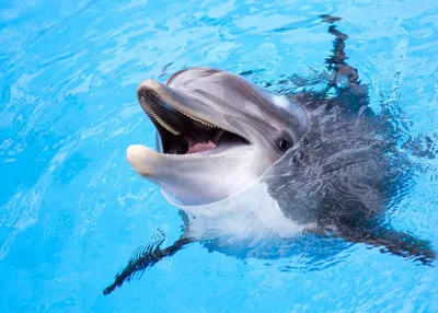 Минский дельфинарий «Немо» | Папа Онлайн