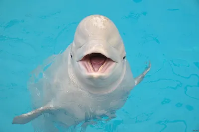 Беби-бум: в дельфинариях NEMО за лето родились уже пятеро малышей-дельфинов  (общество) | Новости Одессы