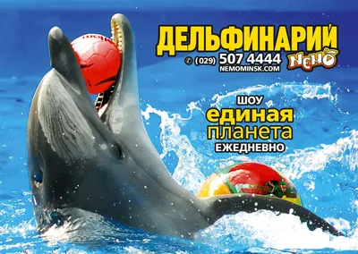 Дельфинарий «Немо» на Пхукете. Цена от 689 бат – Online-Phuket.ru