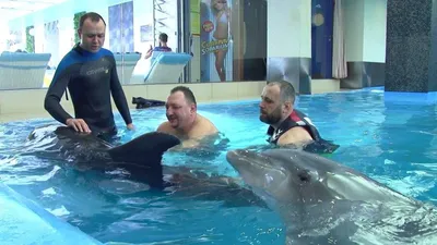 Dolphinarium Nemo Одессы держит необычно чудесную выставку с дельфинами  Стоковое Изображение - изображение насчитывающей черный, чисто: 109427439
