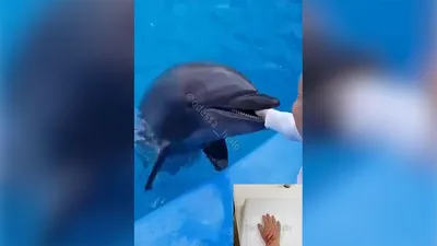 Ташкентский дельфинарий НЕМО (@dolphinarium_nemo_tashkent) • Instagram  photos and videos