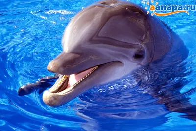 В Одессе дельфин в «Немо» укусил ребенка: мальчику наложили швы |  СВІДОК.info