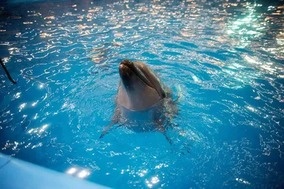 Дельфинарий Nemo: подробное описание, адрес, фото, отзывы