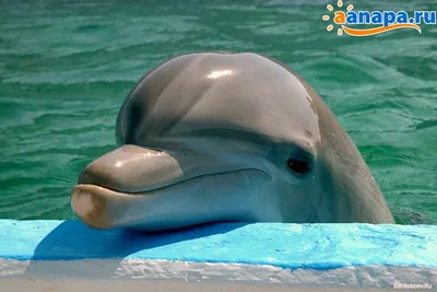 Дельфинарий «Немо» - СаратовТур