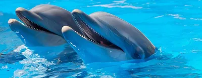 Песню «Червона калина» исполнили дельфины из одесского дельфинария «Немо» |  Новости Одессы