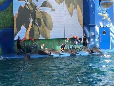Дельфинарий \"Немо\", Киев, Украина - «Купание с дельфинами. Слово \"сервис\"  тут не в ходу. А дельфинчиков жалко!» | отзывы