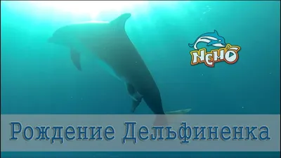 Картина по номерам Дельфины и Немо 3D 2 в 1 на подрамнике 40х50 см CY2256  (ID#1519179926), цена: 585 ₴, купить на Prom.ua