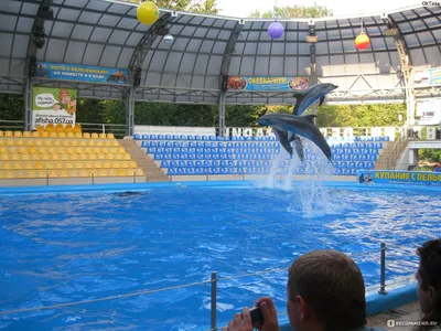 Дельфин укусил ребенка в дельфинарии Немо в Одессе - подробности и видео -  новости Одессы - Новости Одессы | Сегодня