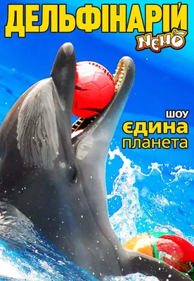 Рождение дельфина в дельфинарии немо 2016 - YouTube