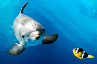 Дельфин укусил ребенка в Одессе в дельфинарии Немо - видео | Стайлер