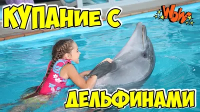 Дельфинарий \"Немо\", Харьков - «Уголок добра и милоты в большом мегаполисе»  | отзывы