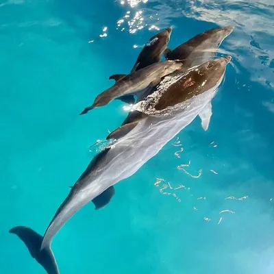 Харківський дельфінарій NEMO - Хотите сделать самое яркое фото с дельфинами  и зарядиться незабываемыми впечатлениями?😉 Тогда, добро пожаловать в  дельфинарий NEMO!☺️ Воспользовашись услугой \"Фото с дельфинами в воде\" и Вы  сможете проплыть