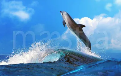 Фотообои Дельфин в море купить в Москве, Арт. 4-149 в интернет-магазине,  цены в Мастерфресок