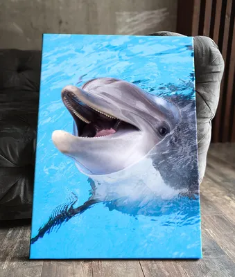 Картина на холсте (дельфин, дельфины, живые дельфины, красивые дельфины  животные) 20x30 интерьерная картина в комнату/на стену/, в спальню - купить  по низкой цене в интернет-магазине OZON (624240819)