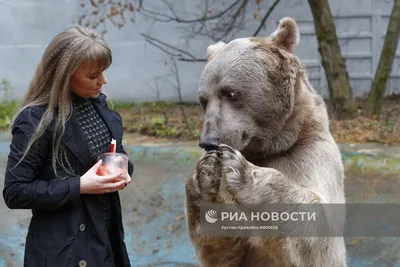 Российская пара живет с «усыновленным» медведем уже 23 года (Синьхуа,  Китай) | 07.10.2022, ИноСМИ