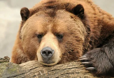 Самый добрый и нежный медведь- медведь Степан, ведь с ним можно сниматься  даже деткам. 19 февраля есть одно место на съемку с ним | Instagram