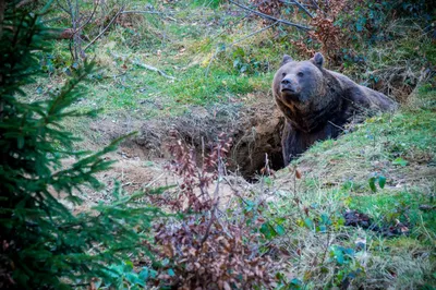 🐻 Охота на медведя: на овсах, на приваде, с лайками, с вышки - сезон охоты  - GetHunt