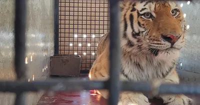 Пострадавшего от браконьеров амурского тигра доставили из Владивостока в  Москву - Москвич Mag