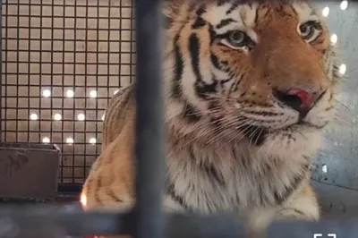 В Московский зоопарк доставили амурского тигра | Москва | Аргументы и Факты