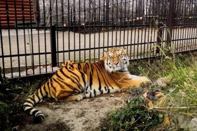 В хабаровский зоосад приехал двухгодовалый тигр из Москвы | ОБЩЕСТВО | АиФ  Хабаровск
