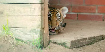 В Московском зоопарке родились четыре амурских тигренка | Пикабу