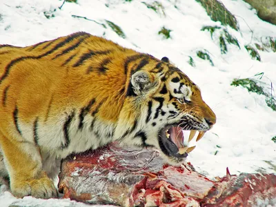 Тигр из Москвы убил самку в зоопарке Копенгагена | Пикабу