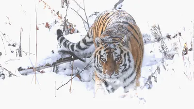 Фотообои Тигр в стене 3D купить в Москве, Арт. 10-990 в интернет-магазине,  цены в Мастерфресок