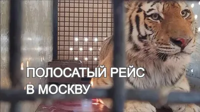 Амурский тигр бесплатно слетал из Владивостока в Москву | ОБЩЕСТВО | АиФ  Владивосток