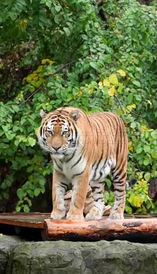 Амурского тигра с травмой доставили в Москву - YouTube