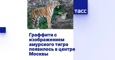 Крадущийся Тигр (скульптура) Белый купить в Москве, характеристики, фото и  цены