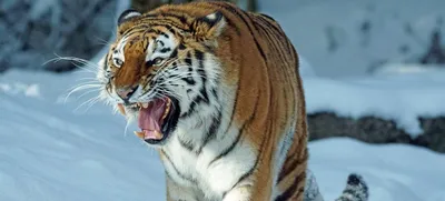 Новый тигр поселится в доме умершего сородича в зоосаде под Хабаровском -  KP.RU