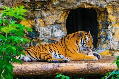Фото дня: Международный день тигра в Московском зоопарке | Фотогалереи |  Известия