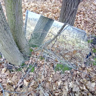 Воронежец нашел в пригородном лесу на дереве … зеркало - KP.RU
