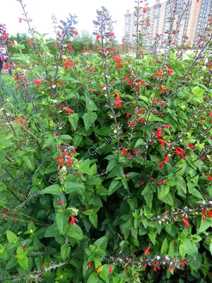 Сальвия ярко-красная: сорта, выращивание из семян