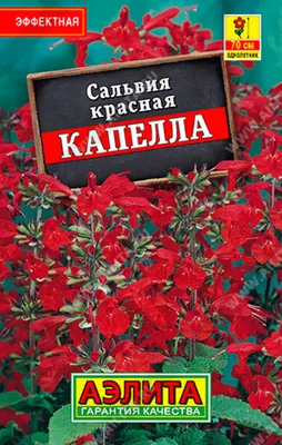 Семена цветов Сальвия \"Красная стрела\" купить по низким ценам в  интернет-магазине Uzum (484112)