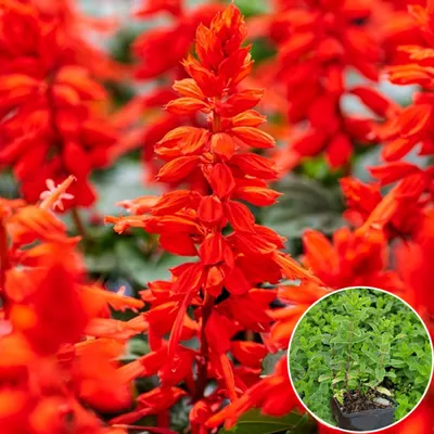 Каталог Сальвия блестящая (Salvia splendens) Red Alert, 5 шт от интернет  магазина Росток-Торф - rostok-torf.ru
