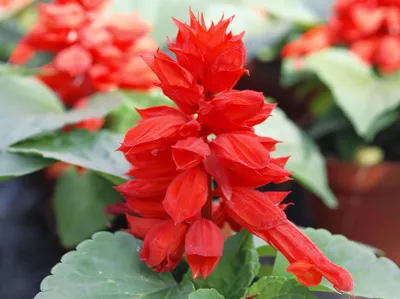 Сальвия (шалфей) блестящая Аморе Красная Salvia splendens Amore Red -  купить семена цветов с доставкой по Украине в магазине Добродар