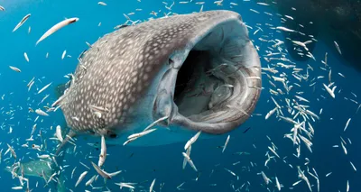 Фото самая большая рыба в мире фото