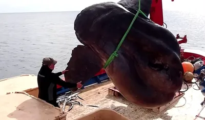 Рекордный улов: огромную рыбу-луну поймали у берегов Испании – удивительное  видео - Pets