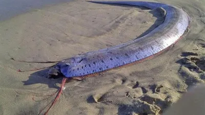 Самая большая рыба в азовском море - 69 фото