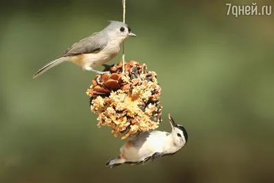 Кормушка для птиц своими руками: интересные идеи из подручных материалов -  YouTube