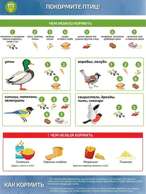 Как правильно выбрать кормушку для птиц