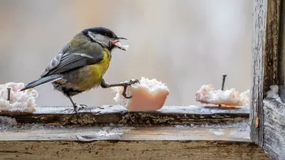 Как кормить птиц зимой:... - Приокско-Террасный заповедник | Facebook