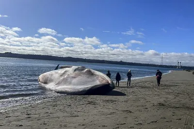 Огромный синий кит выбросился на берег на юге Чили - Телеканал «Моя Планета»