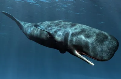 Самый одинокий кит в мире: история млекопитающего по имени 52 Гц