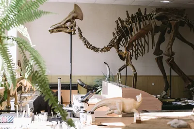 От скелета гигантского кита до миниатюрных бабочек: В Зоологическом музее  рассказали об истории экспонатов | Телеканал Санкт-Петербург