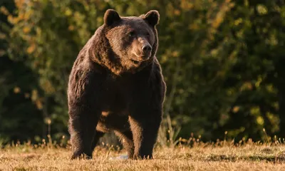 Принца Лихтенштейна обвинили в убийстве самого большого медведя Европы -  06.05.2021, Sputnik Беларусь