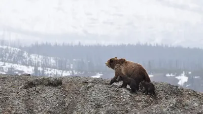 Самые большие медведи добытые охотниками, ТОП-5